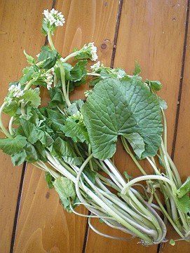 �x�W�^�u���O�����Ȕӂ��͂���L