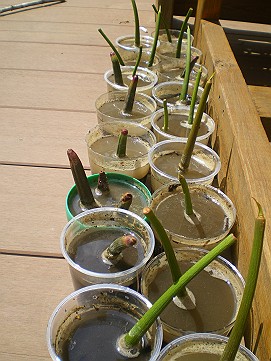 �x�W�^�u���O�����Ȕӂ��͂���L