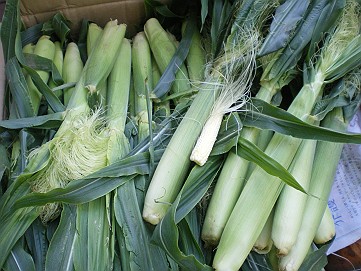 �x�W�^�u���O�����Ȕӂ��͂���L