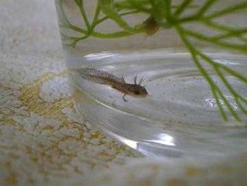 �x�W�^�u���O�����Ȕӂ��͂���L