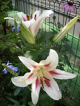 �x�W�^�u���O�����Ȕӂ��͂���L