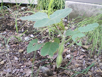 �x�W�^�u���O�����Ȕӂ��͂���L