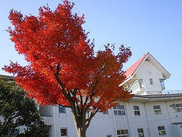 �x�W�^�u���O�����Ȕӂ��͂���L