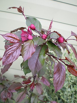 �x�W�^�u���O�����Ȕӂ��͂���L