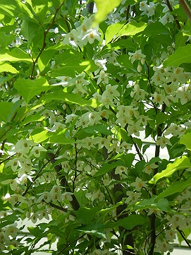 �x�W�^�u���O�����Ȕӂ��͂���L