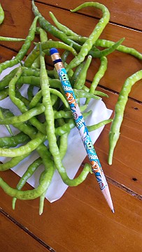 �x�W�^�u���O�����Ȕӂ��͂���L