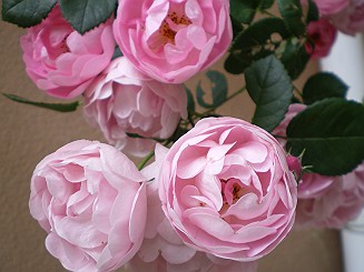 �x�W�^�u���O�����Ȕӂ��͂���L