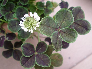 �x�W�^�u���O�����Ȕӂ��͂���L