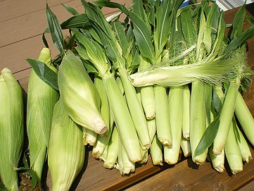 �x�W�^�u���O�����Ȕӂ��͂���L