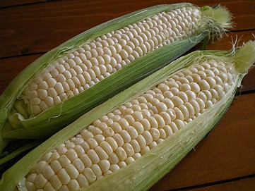 �x�W�^�u���O�����Ȕӂ��͂���L