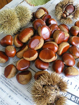 �x�W�^�u���O�����Ȕӂ��͂���L