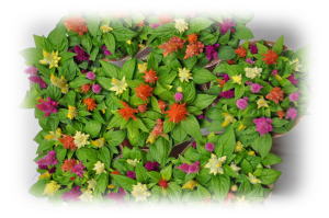 *�Z�܂��̈��S���k��*�@�� ��؍H���X