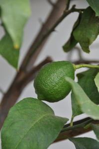 *�Z�܂��̈��S���k��*�@�� ��؍H���X