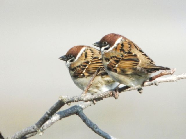 ���S�E�O�������� �� ���Ö�