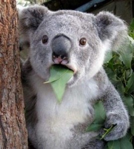 ���S�E�O�������� �� ���Ö�