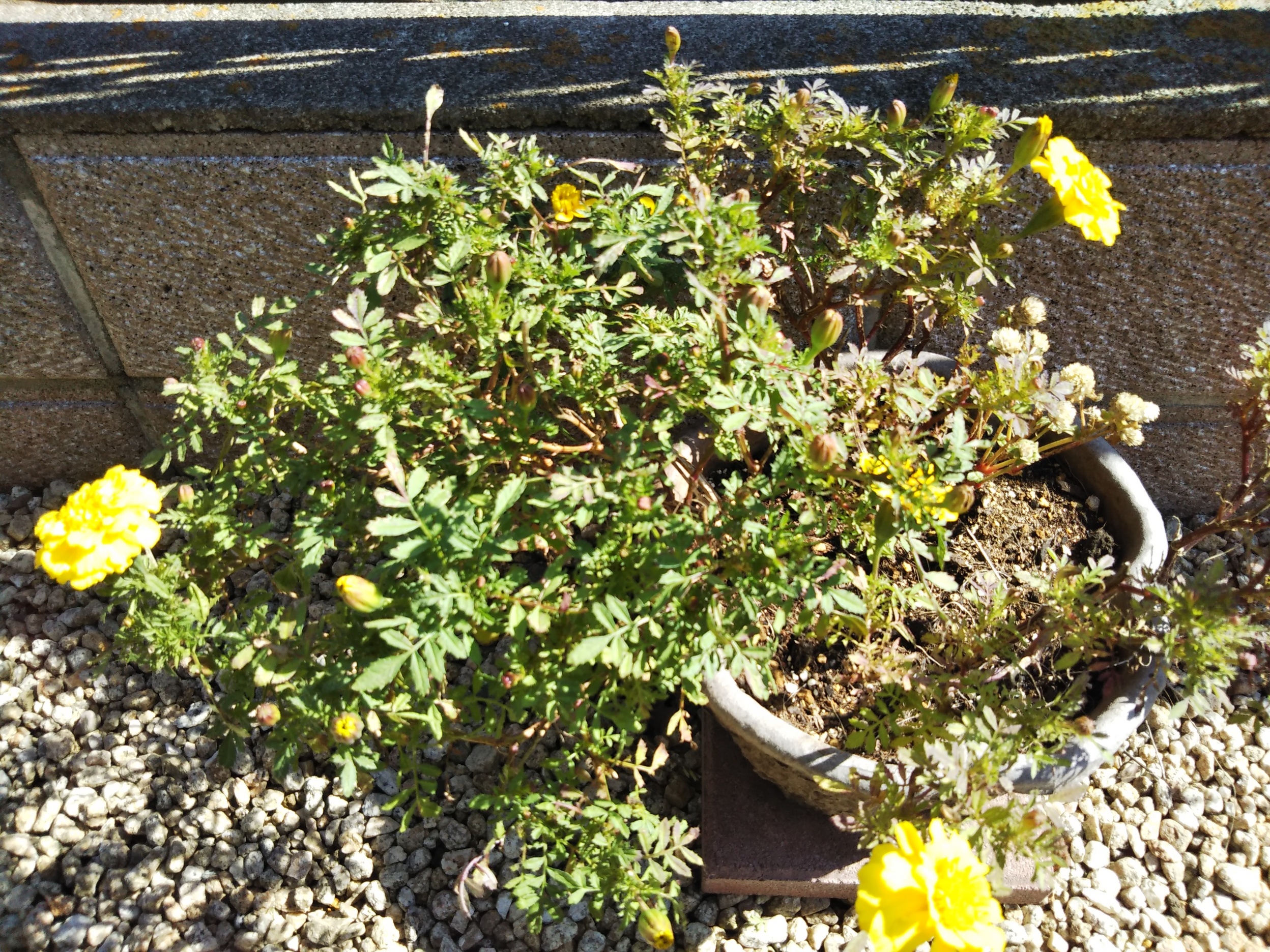 ���S�E�O�������� �� ���Ö�