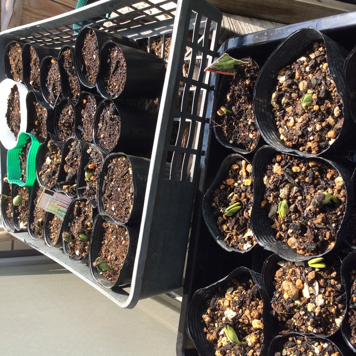 ���ˎs�c��c���E�����������w���C�A���C�A���C�I�x