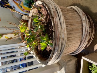 ���ˎs�c��c���E�����������w���C�A���C�A���C�I�x