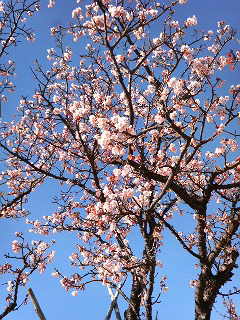 ���ˎs���b�g����EBA-NYU YACHT CLUB�E����