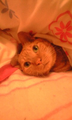 �L����Ё@�C���d�C�@�@��\������@�C���a�j