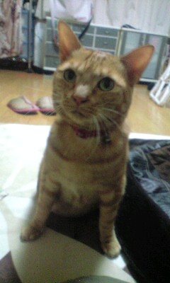 �L����Ё@�C���d�C�@�@��\������@�C���a�j