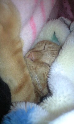 �L����Ё@�C���d�C�@�@��\������@�C���a�j