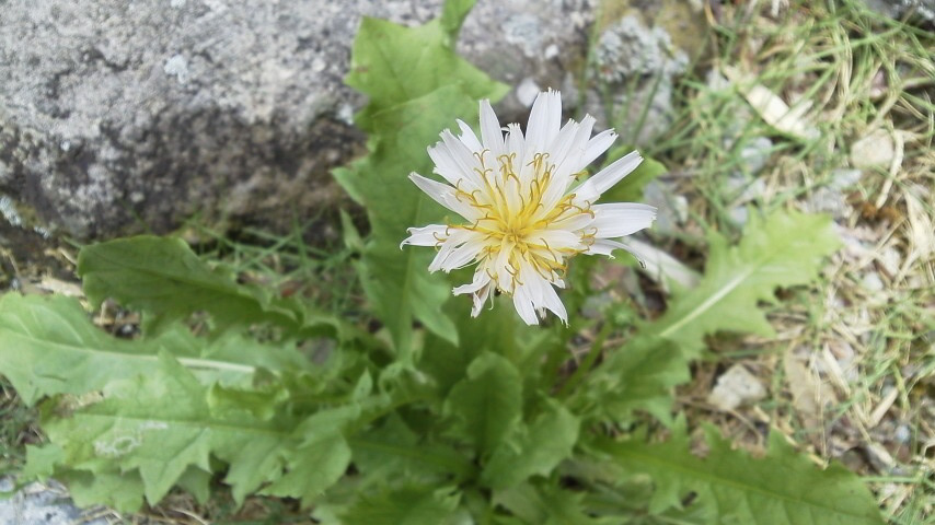 �_�ސ쌧���ˎs���q�[�����O���[��Teresa�e���T��