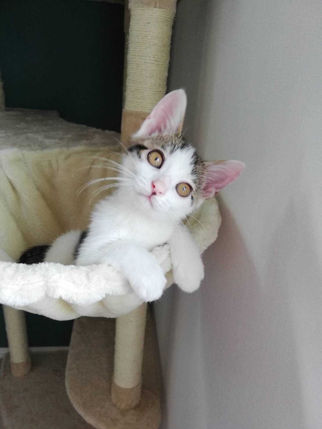 �_�ސ쌧���ˎs���q�[�����O���[��Teresa�e���T��