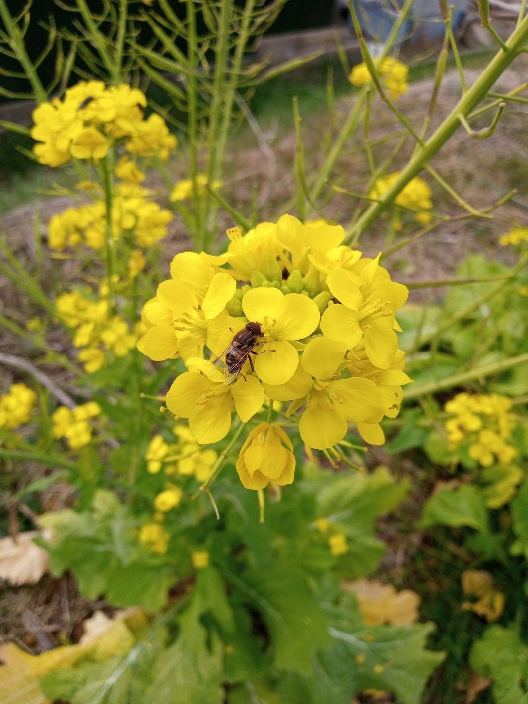 �_�ސ쌧���ˎs���q�[�����O���[��Teresa�e���T��