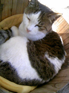 ���L�g���̐Ԃ��\�t�@