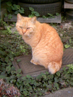 ���L�g���̐Ԃ��\�t�@