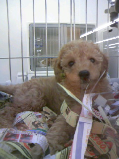 ���L�g���̐Ԃ��\�t�@