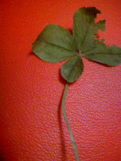 ���L�g���̐Ԃ��\�t�@