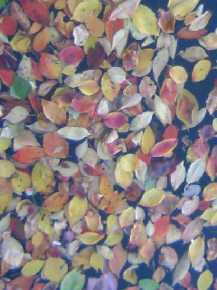 ���L�g���̐Ԃ��\�t�@