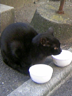 ���L�g���̐Ԃ��\�t�@