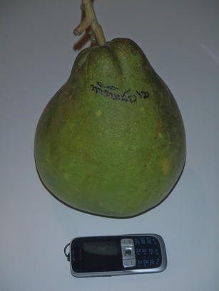 �������A��蓹�A�܂�蓹