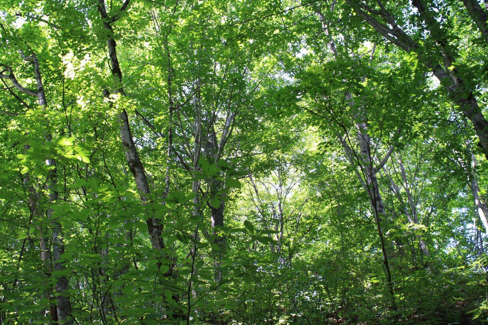 �������A��蓹�A�܂�蓹