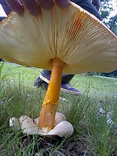 �m�d�s�R�x��h�g�`�k�t�h