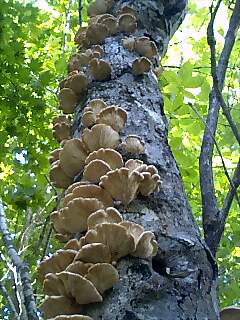 �m�d�s�R�x��h�g�`�k�t�h