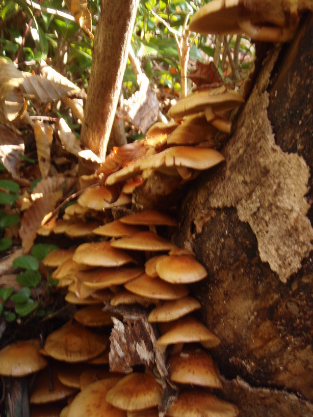 �m�d�s�R�x��h�g�`�k�t�h