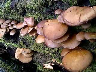 �m�d�s�R�x��h�g�`�k�t�h