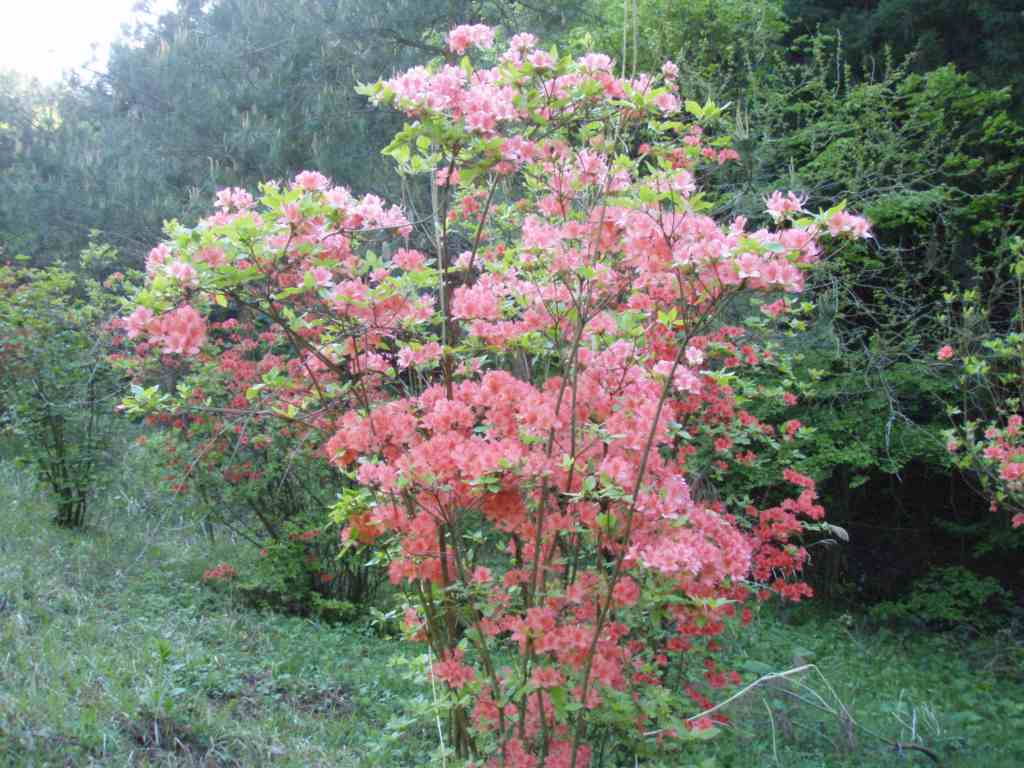 �m�d�s�R�x��h�g�`�k�t�h