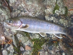 �m�d�s�R�x��h�g�`�k�t�h