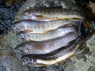 �m�d�s�R�x��h�g�`�k�t�h