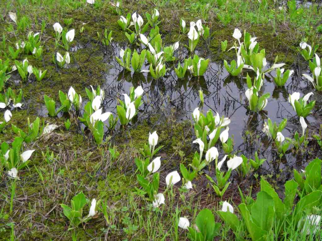 �m�d�s�R�x��h�g�`�k�t�h