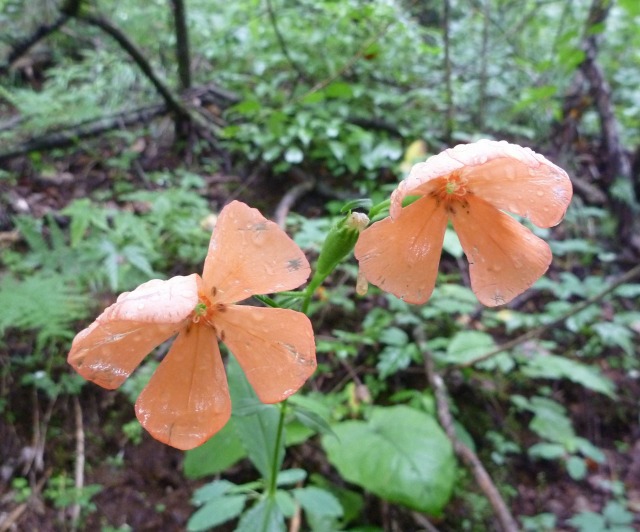 �m�d�s�R�x��h�g�`�k�t�h