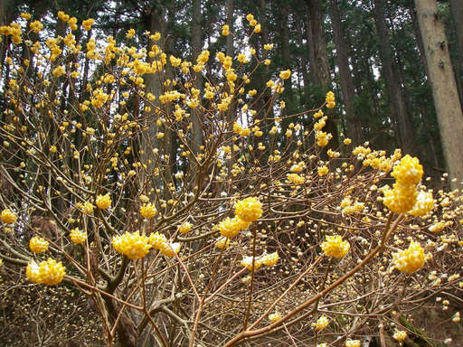 �m�d�s�R�x��h�g�`�k�t�h