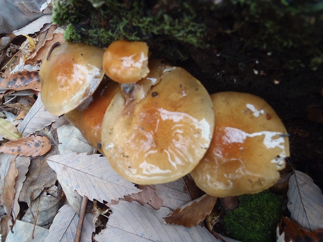 �m�d�s�R�x��h�g�`�k�t�h