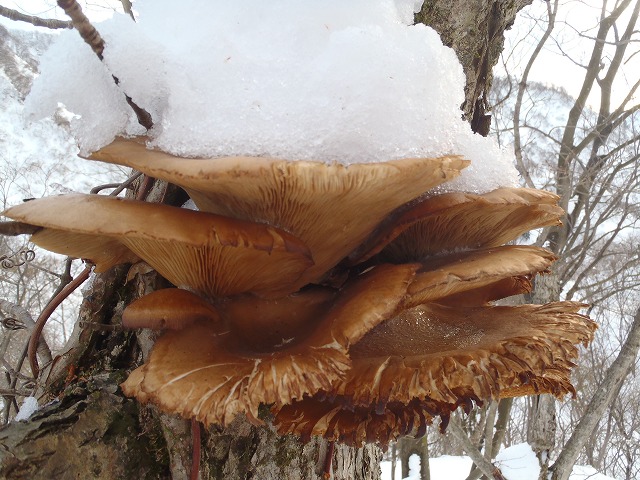 �m�d�s�R�x��h�g�`�k�t�h