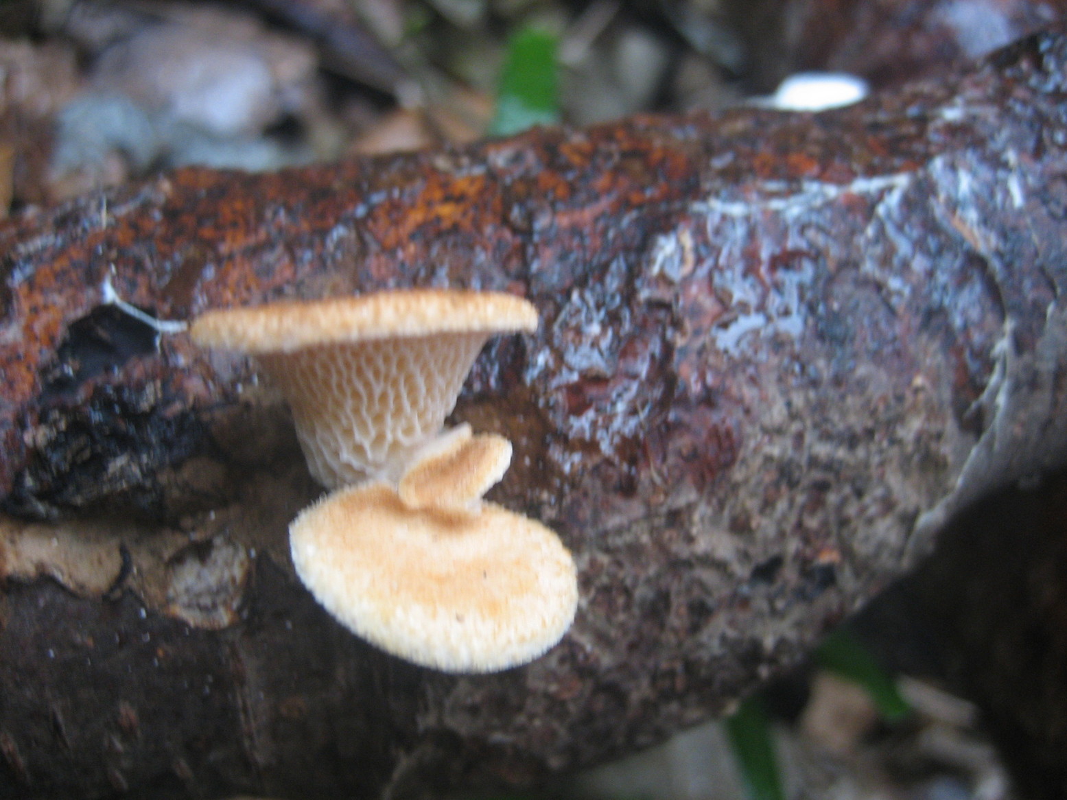 �m�d�s�R�x��h�g�`�k�t�h